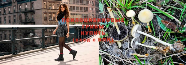 дурь Горно-Алтайск